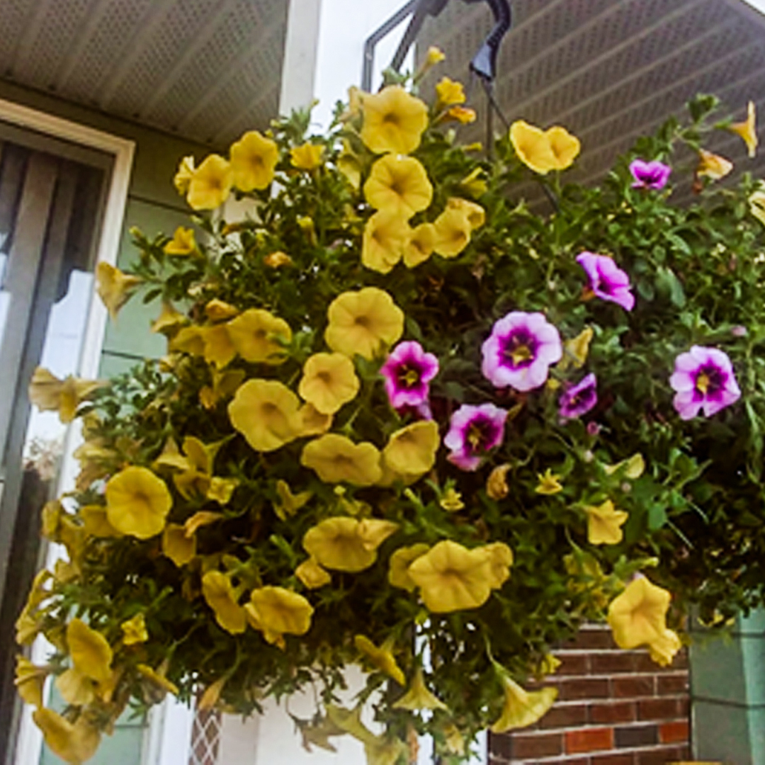 flowers - basket