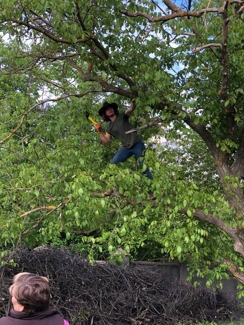 Zach in tree